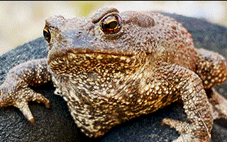 Toad screenshot